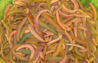 �������Y