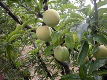 �������Y