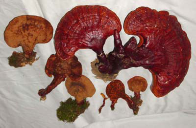 �������Y