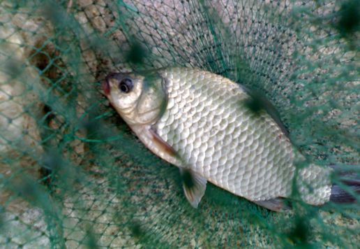 �������Y