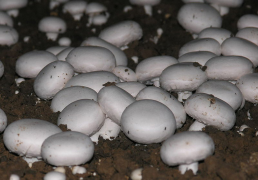 �������Y