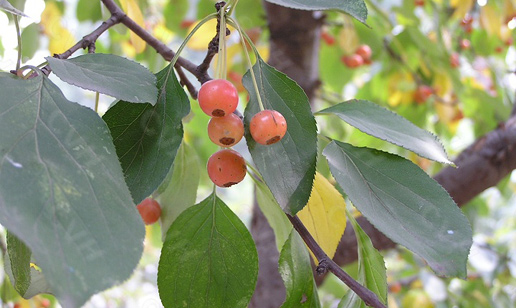 �������Y