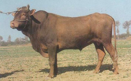 �������Y