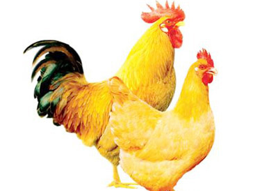 �������Y