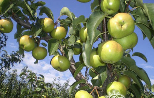 �������Y