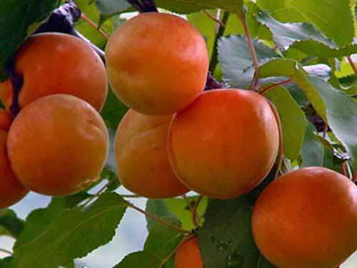 �������Y