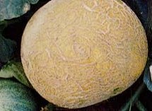 �������Y