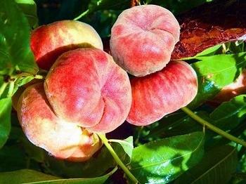 �������Y