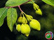 �������Y