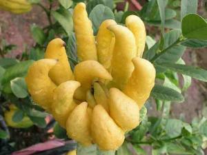 �������Y