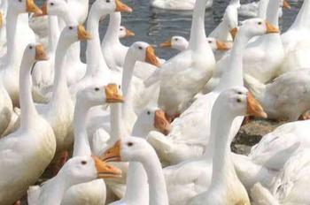 �������Y